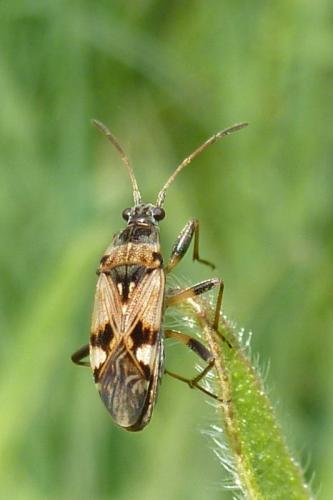 Beosus maritimus