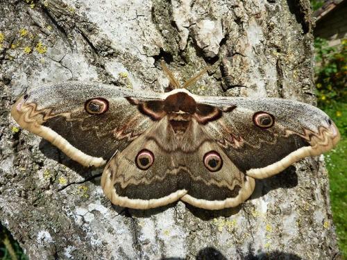 Réf. 100 767 : Saturnia pyri
