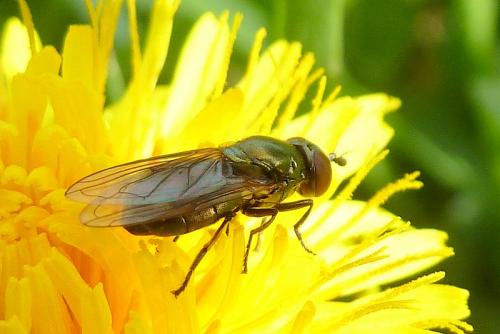 Lejogaster metallina