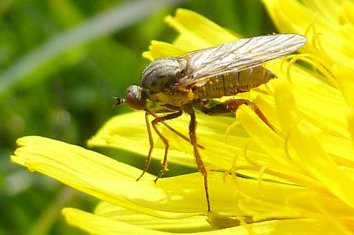 Réf. 100 201 : Empis sp.