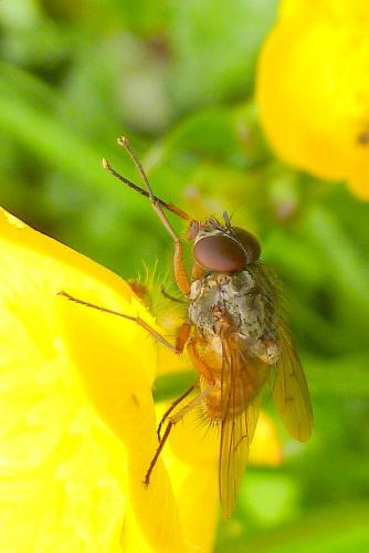 Phaonia subventa