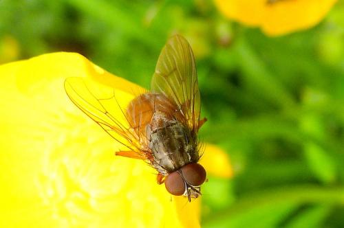 Phaonia subventa