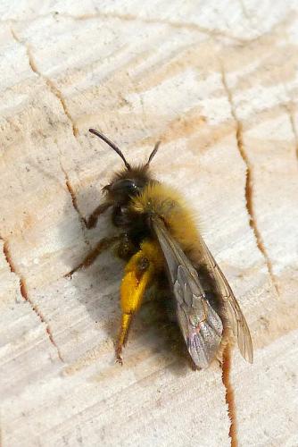 Réf. 100 427 : Andrena clarkella