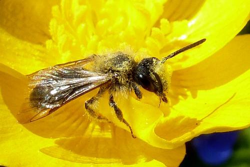 Andrena lagopus