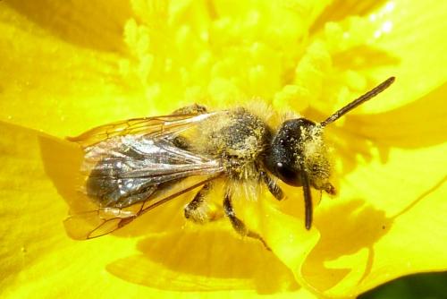 Andrena lagopus