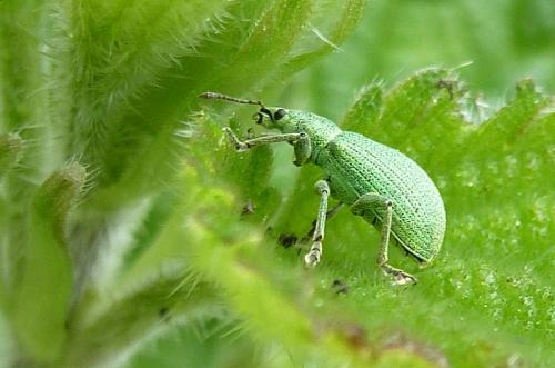 Polydrusus planifrons
