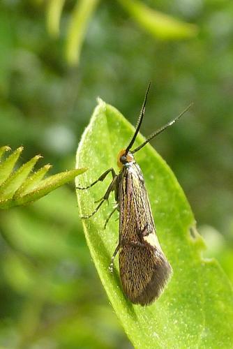 Esperia sulphurella