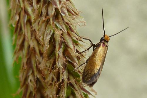 Micropterix calthella