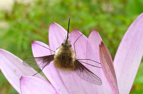 Réf. 100 595 : Bombylius canescens