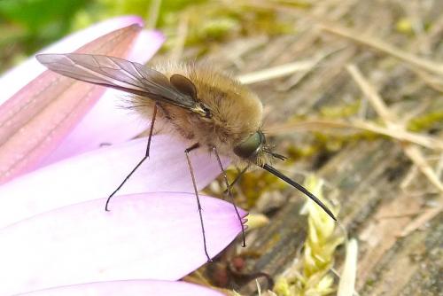 Réf. 100 596 : Bombylius canescens