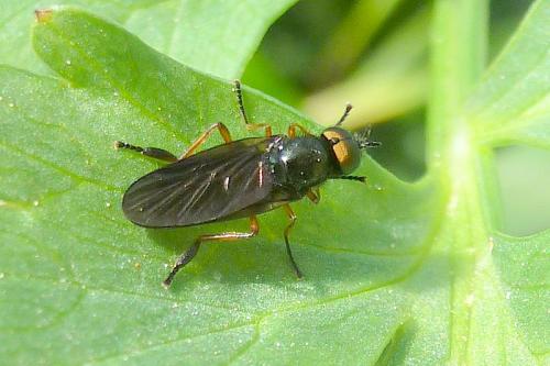 Beris chalybata