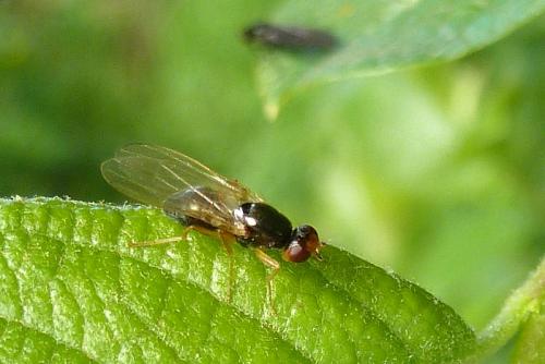 Chamaepsila sp.
