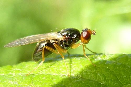 Chamaepsila sp.