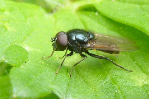 Réf. 100 668 : Cheilosia sp.