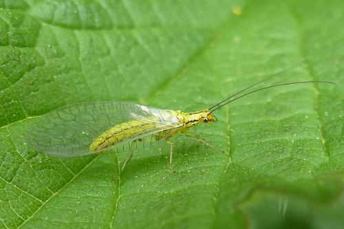 Hypochrysa elegans