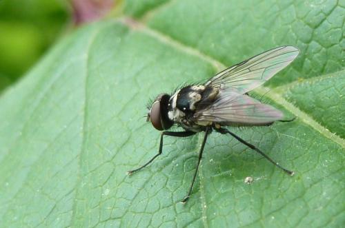 Limnophora tigrina