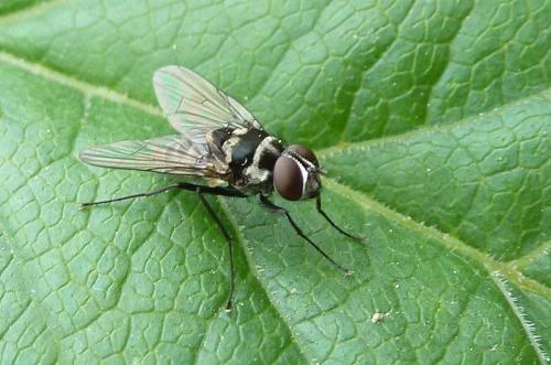 Réf. 100 847 : Limnophora tigrina