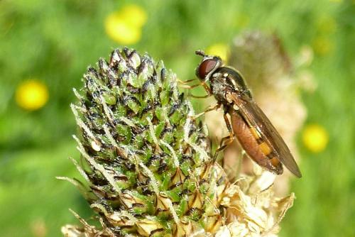 Réf. 100 911 : Platycheirus sp.