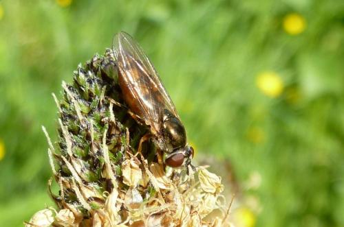 Platycheirus sp.