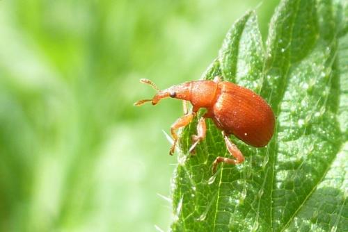 Apion frumentarium