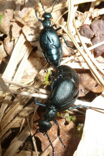 Meloe violaceus