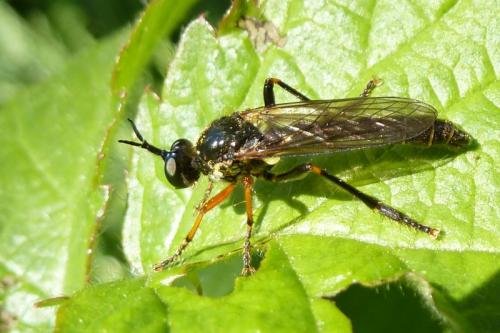 Dioctria rufipes