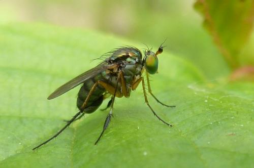 Réf. 100 997 : Dolichopus plumipes