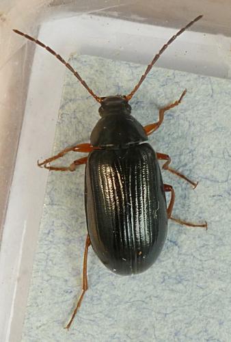 Réf. 100 892 : Gonodera luperus