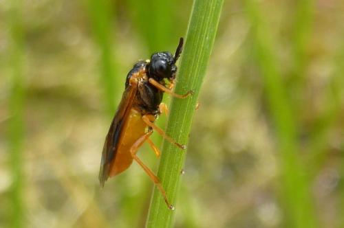Selandria melanosterna