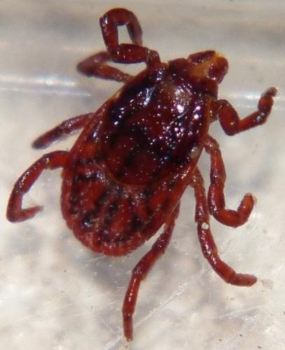 Rhipicephalus pusillus