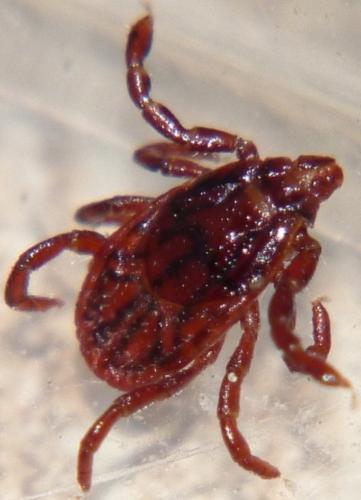 Rhipicephalus pusillus