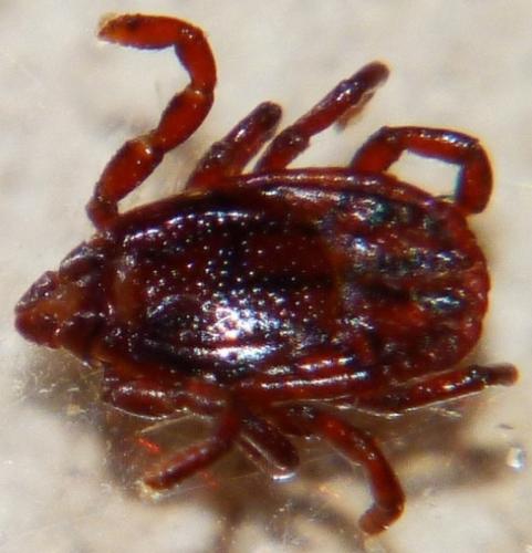 Rhipicephalus pusillus