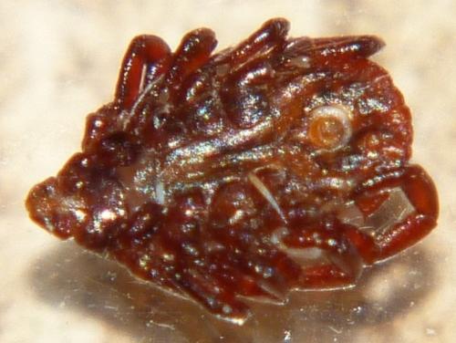 Rhipicephalus pusillus
