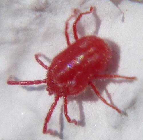 Balaustium murorum