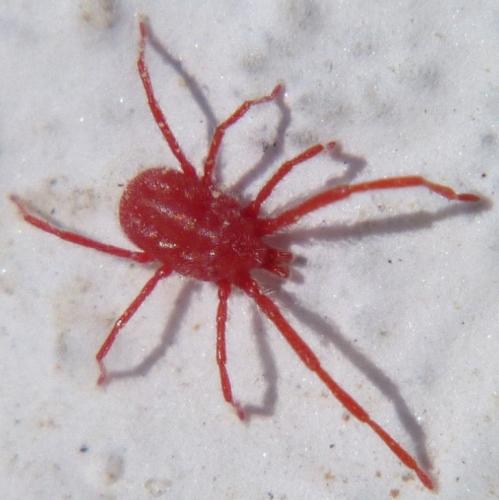Balaustium murorum