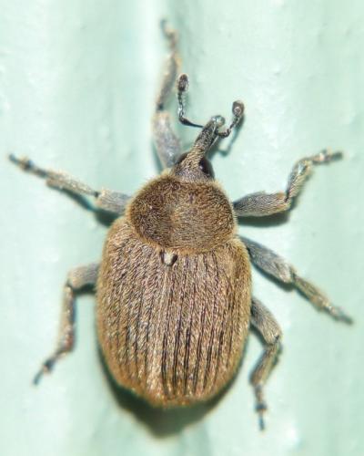 Réf. 100 778 : Rhinusa sp.