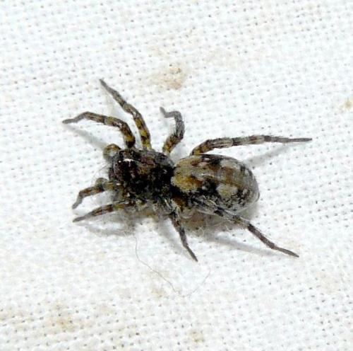 Arctosa perita