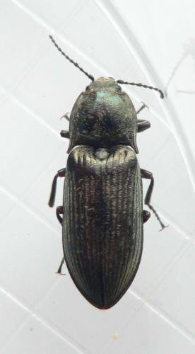 Selatosomus latus