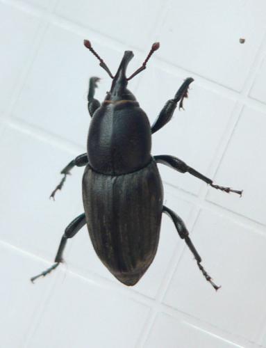 Sphenophorus striatopunctatus