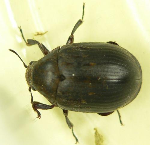 Byrrhus pilula