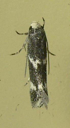 Elachista sp.