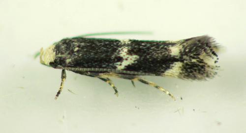 Elachista sp.