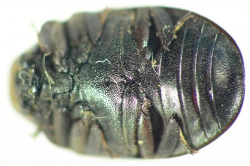 Byrrhus pilula