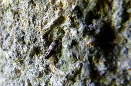 Mompha sp.