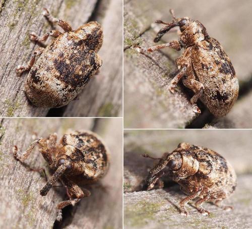 Stereonychus fraxini