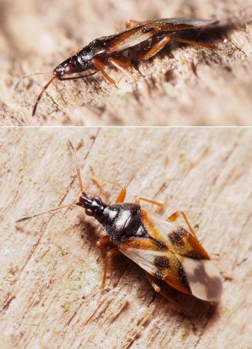 Anthocoris nemorum