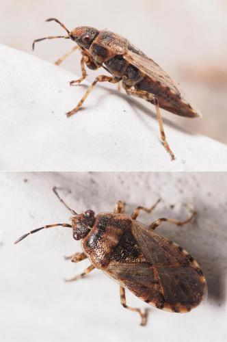Platyplax salviae