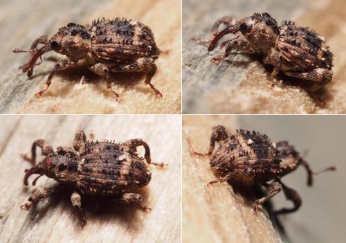 Trachodes hispidus