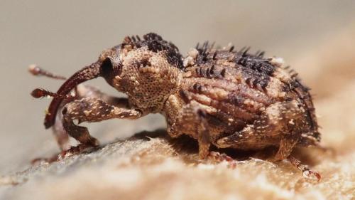 Trachodes hispidus