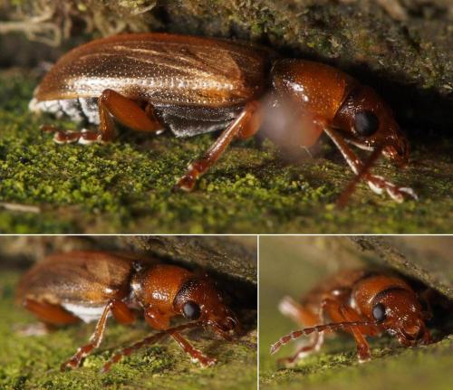 Orsodacne cerasi